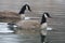 Pair of Canada Geese Swimming on a River Amid Falling Snow