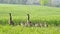 Pair of Canada Geese and their young walking through farmers field