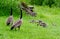 Pair of Canada Gesse with babies in green grass.