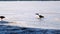 Pair of Canada Goose Adults, branta canadensis, slip and fall on ice on partially frozen Lake Irving in Bemidji, Minnesota