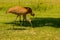 a pair of canadian cranes at zeroing in a park