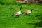 Pair of Canadian Geese in Boise, Idaho