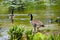 Pair of canadian geese in a pond