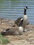 A pair of Canadian Geese at rest.