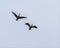 Pair of Canadian geese take flight