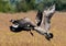 A pair of Canadian Geese taking off