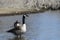 Pair of Canadian Geese wading in water