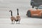 Pair of Canadian goose in the parking lot.