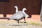 pair Cape Barren Goose, Cereopsis novaeholladiae,