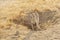 Pair of Cape Ground Squirrels Standing Guard