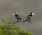 Pair of Cape sparrows Passer melanurus, or mossie, sitting on shrubb branch with wild camphor seedheads