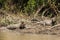 Pair of Capybara Taking Mud Bath