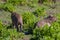 Pair of capybaras in a field