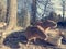 Pair of Capybaras posing in local ZOO.