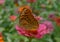 Pair of Cardinal butterflies