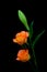 A pair of caribbean roses and oriental white lily bud against dark background