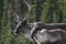 Pair of Caribou along the Alaska Highway