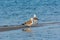 A pair of Caspian Gulls at the beach with background of sea in Dammam, Kingdom of Saudi Arabia