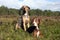 Pair of Catahoula leopard dogs