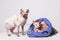 A pair of cats of the canadian Sphynx breed with a serious look in fashionable suits on a light gray background