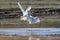 Pair cattle egret bird fighting on paddy field