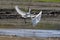 Pair cattle egret bird fighting on paddy field