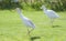 Pair of cattle egret walking in a rural garden