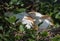 Pair of Cattle Egrets Huddled in their Nest