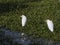 Pair of Cattle Egrets in a Pond of Alligator Weed