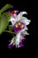 Pair of cattleya purple orchids isolated black background, focus selective