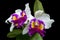 Pair of cattleya purple orchids isolated black background, focus selective