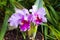 Pair of cattleya purple orchids. Pot garden beauty flowers