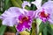 Pair of cattleya purple orchids. Pot garden beauty flowers