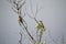 A pair of cedar waxwings perched on tree branches