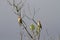 A pair of cedar waxwings perched on tree branches