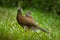 Pair of chachalaca. Grey-headed chachalaca, Ortalis cinereiceps, bird love, exotic tropic bird, forest nature habitat, pink and or