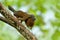 Pair of chachalaca. Grey-headed chachalaca, Ortalis cinereiceps, bird love, exotic tropic bird, forest nature habitat, pink and or