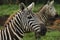 A pair of Chapman's zebra look forward at Lake Nakuru National Park, Kenya