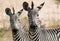 Pair of Chapmans zebra heads looking directly into camera in south luangwa
