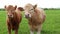 Pair of Charolais cattle side by side on pasture