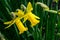 Pair of cheerful yellow daffodils blooming in a winter garden, as a nature background