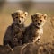 A Pair of Cheetah Cubs on a Stone