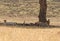 Pair of Cheetah resting after a meal