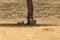 Pair of Cheetah resting after a meal