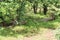 Pair of cheetah resting in the shade