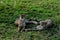 A pair of Cheetahs in the Serengeti NP