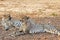 Pair of Cheetahs in the shade (Acinonyx jubatus)