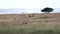 pair of cheetahs stalk a baby hartebeest at serengeti national park in tanzania