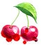 Pair of cherry fruits