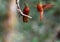 A pair of Chestnut-breasted Coronets